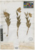 F. pallidiflora uniflora isotype